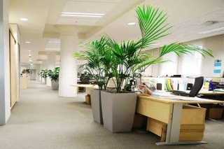廈門辦公室綠植的風水講究